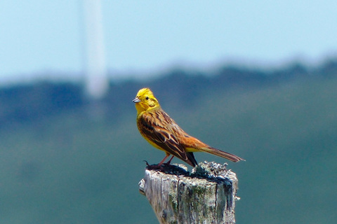 Seguimiento y Vigilancia Ambiental