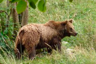  Seguimiento de Fauna